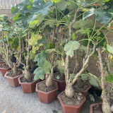 Buddha Belly Plant Seeds – Swollen Bottle-Shaped Base, Vibrant Red Inflorescences, Easy-Care Ornamental Container Plant