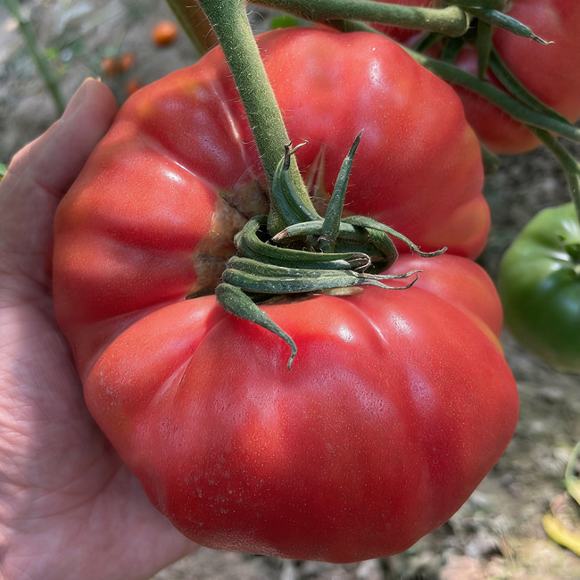 Giant Steak Tomato Seeds - Mid-season variety, strong growth vigor, rich sweet and tangy flavor, easy to grow