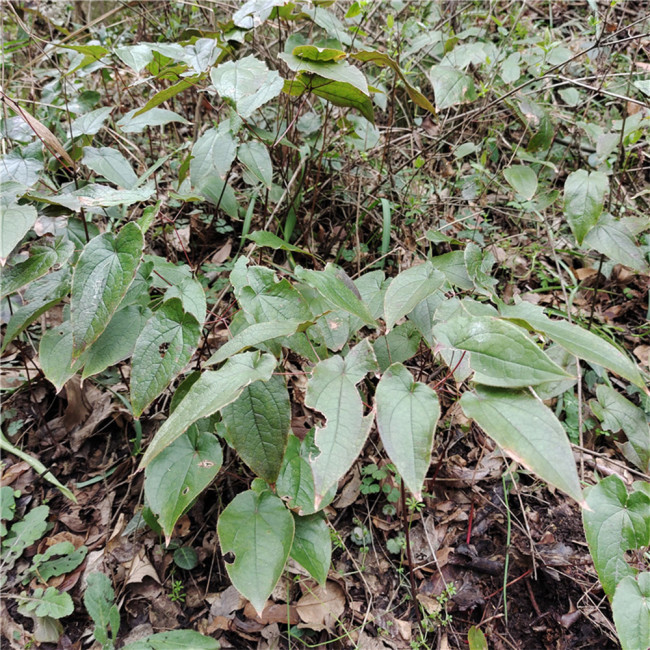 Epimedium Seedlings | Ground Cover for Moist Shade, Serrated Leaves & Panicle Flowers