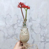 Buddha Belly Plant Seeds – Swollen Bottle-Shaped Base, Vibrant Red Inflorescences, Easy-Care Ornamental Container Plant