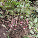 Epimedium Seedlings | Ground Cover for Moist Shade, Serrated Leaves & Panicle Flowers