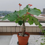 Buddha Belly Plant Seeds – Swollen Bottle-Shaped Base, Vibrant Red Inflorescences, Easy-Care Ornamental Container Plant