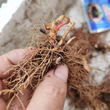 Epimedium Seedlings | Ground Cover for Moist Shade, Serrated Leaves & Panicle Flowers
