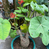 Buddha Belly Plant Seeds – Swollen Bottle-Shaped Base, Vibrant Red Inflorescences, Easy-Care Ornamental Container Plant