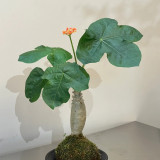 Buddha Belly Plant Seeds – Swollen Bottle-Shaped Base, Vibrant Red Inflorescences, Easy-Care Ornamental Container Plant