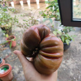 Black Steak Tomato Seeds – Rich Flavor, High Yield, Easy to Manage, Perfect for Home & Commercial Growing