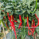 Spicy Red Line Pepper Seeds – Early to Mid-Season Chili Pepper, High Yield, Rich Spicy Flavor, Versatile Use