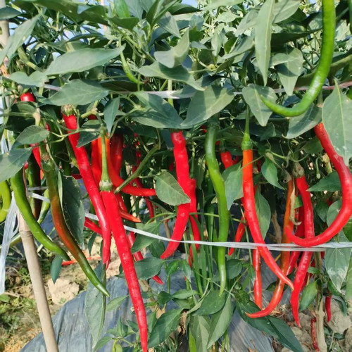 Spicy Red Line Pepper Seeds – Early to Mid-Season Chili Pepper, High Yield, Rich Spicy Flavor, Versatile Use