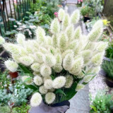 Hezhichun Bunny Tail Grass Seeds | Annual Ornamental Herb, Easy to Grow for Landscaping & Dried Flowers