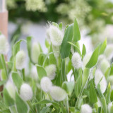 Hezhichun Bunny Tail Grass Seeds | Annual Ornamental Herb, Easy to Grow for Landscaping & Dried Flowers