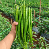 Spicy Red Line Pepper Seeds – Early to Mid-Season Chili Pepper, High Yield, Rich Spicy Flavor, Versatile Use