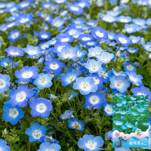 Hezhichun Baby Blue Eyes Seeds | Easy to Grow Nemophila Seeds for Patio & Yard Landscaping