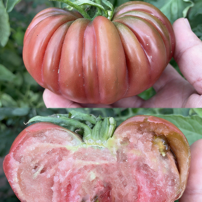 Black Steak Tomato Seeds – Rich Flavor, High Yield, Easy to Manage, Perfect for Home & Commercial Growing