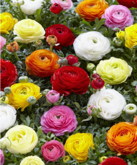 French Mixed Ranunculus Seeds - 12 Largest Size Corms, Premium Ranunculus Bul.