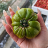 Green Steak Tomato Seeds – Rich Tangy-Sweet Flavor, High Nutritional Value, Easy to Grow, A Top Choice for Garden Enthusiasts