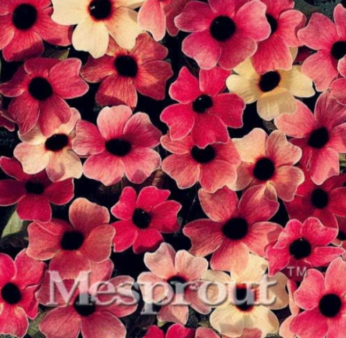 Beautiful Flower Thunbergia Alata Seed Sunrise Orange Black-Eyes Susan Flower Seed