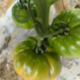 Black Steak Tomato Seeds – Rich Flavor, High Yield, Easy to Manage, Perfect for Home & Commercial Growing