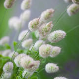 Hezhichun Bunny Tail Grass Seeds | Annual Ornamental Herb, Easy to Grow for Landscaping & Dried Flowers