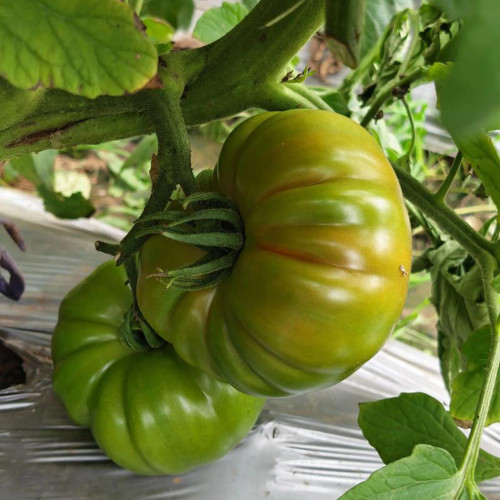 Green Steak Tomato Seeds – Rich Tangy-Sweet Flavor, High Nutritional Value, Easy to Grow, A Top Choice for Garden Enthusiasts