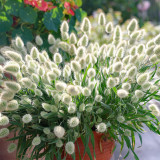 Hezhichun Bunny Tail Grass Seeds | Annual Ornamental Herb, Easy to Grow for Landscaping & Dried Flowers