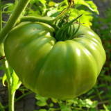 Green Steak Tomato Seeds – Rich Tangy-Sweet Flavor, High Nutritional Value, Easy to Grow, A Top Choice for Garden Enthusiasts