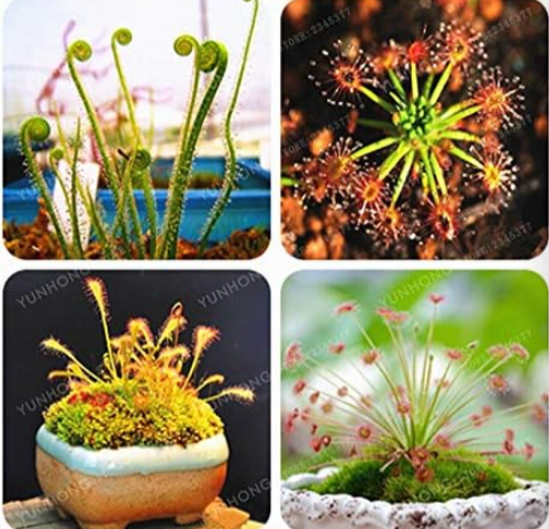 Drosera Peltata Seed Potted Plant Circular Sundew Carnivorous Plants Garden Seed - (Color: Mix)