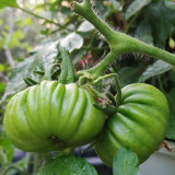 Green Steak Tomato Seeds – Rich Tangy-Sweet Flavor, High Nutritional Value, Easy to Grow, A Top Choice for Garden Enthusiasts