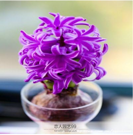 Hyacinth Seed Hyacinthus Orientalis Indoor Green Plants Flower Plants, Easy Grow