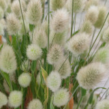 Hezhichun Bunny Tail Grass Seeds | Annual Ornamental Herb, Easy to Grow for Landscaping & Dried Flowers