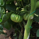Green Steak Tomato Seeds – Rich Tangy-Sweet Flavor, High Nutritional Value, Easy to Grow, A Top Choice for Garden Enthusiasts