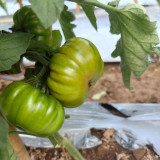 Black Steak Tomato Seeds – Rich Flavor, High Yield, Easy to Manage, Perfect for Home & Commercial Growing
