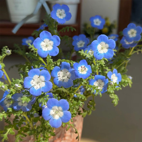 Hezhichun Baby Blue Eyes Seeds | Easy to Grow Nemophila Seeds for Patio & Yard Landscaping