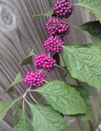 American Beautyberry Seeds - Callicarpa Americana - Fresh Harvest South FL