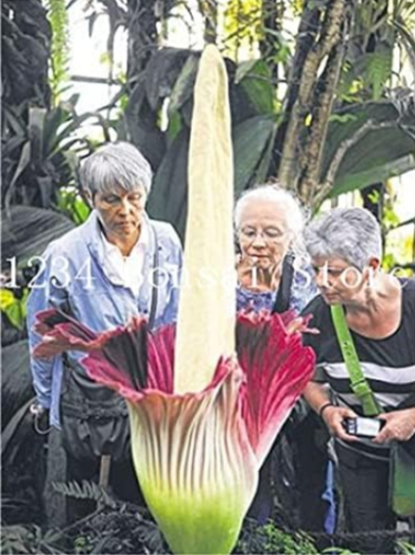 Corpse Flower Plant Seeds The Titan Arum is Also Known as The Corpse Flower or Corpse (Color: 9)