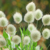 Hezhichun Bunny Tail Grass Seeds | Annual Ornamental Herb, Easy to Grow for Landscaping & Dried Flowers