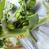 Black Steak Tomato Seeds – Rich Flavor, High Yield, Easy to Manage, Perfect for Home & Commercial Growing