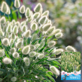 Hezhichun Bunny Tail Grass Seeds | Annual Ornamental Herb, Easy to Grow for Landscaping & Dried Flowers