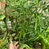 Spicy Red Line Pepper Seeds – Early to Mid-Season Chili Pepper, High Yield, Rich Spicy Flavor, Versatile Use