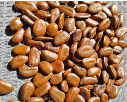 paw paw Tree Seeds