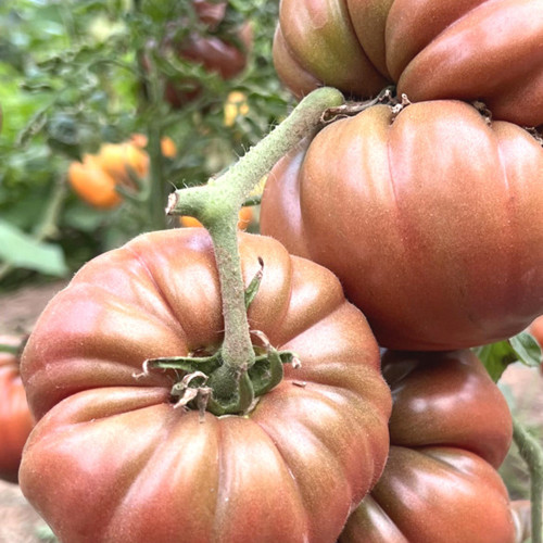 Black Steak Tomato Seeds – Rich Flavor, High Yield, Easy to Manage, Perfect for Home & Commercial Growing
