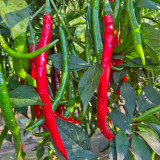 Spicy Red Line Pepper Seeds – Early to Mid-Season Chili Pepper, High Yield, Rich Spicy Flavor, Versatile Use