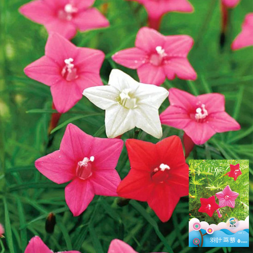 Hezhichun Cypress Vine Seeds – Ipomoea quamoclit | Fast Growing Annual Climber for Trellis & Potted Plant