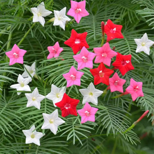 Hezhichun Cypress Vine Seeds – Ipomoea quamoclit | Fast Growing Annual Climber for Trellis & Potted Plant