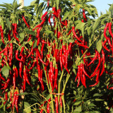 Chaodi Pepper Seeds – Mid-Early Chili Pepper, High Yield, Easy to Grow, Suitable for Fresh Use and Processing