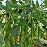 Xiangla Hangjiao Pepper Seeds – Premium Fresh-Eating Variety, Early Maturing, High Yielding, Excellent Cooking Performance