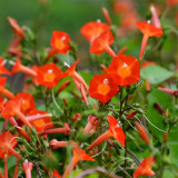 Hezhichun Cardinal Climber Seeds – Fast-Growing Annual Twining Vine for Trellis, Fence, and Container