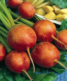 Non-GMO Golden Detroit Beet Seeds, with Tracking, Heirloom Seeds