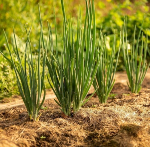 NEBUKA Evergreen BUNCHING Onion Seeds Fresh Harvest for Gardens