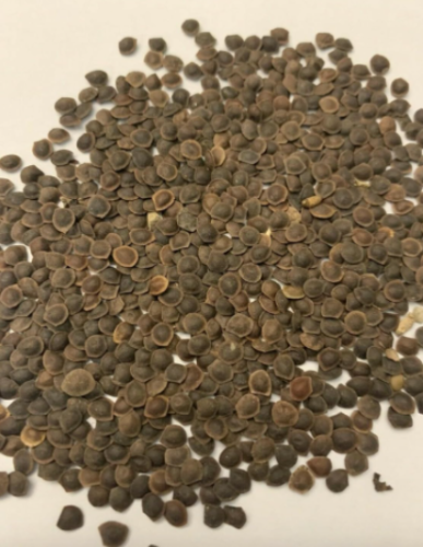 Mimosa PUDICA Seeds - Sensitive Plant/Shy Plant