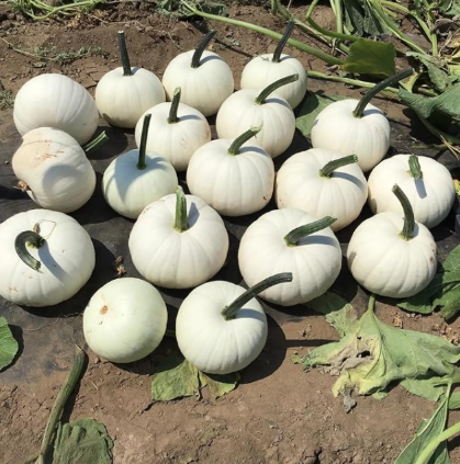Snowball Pumpkin Seeds. Organic. USA Seeds
